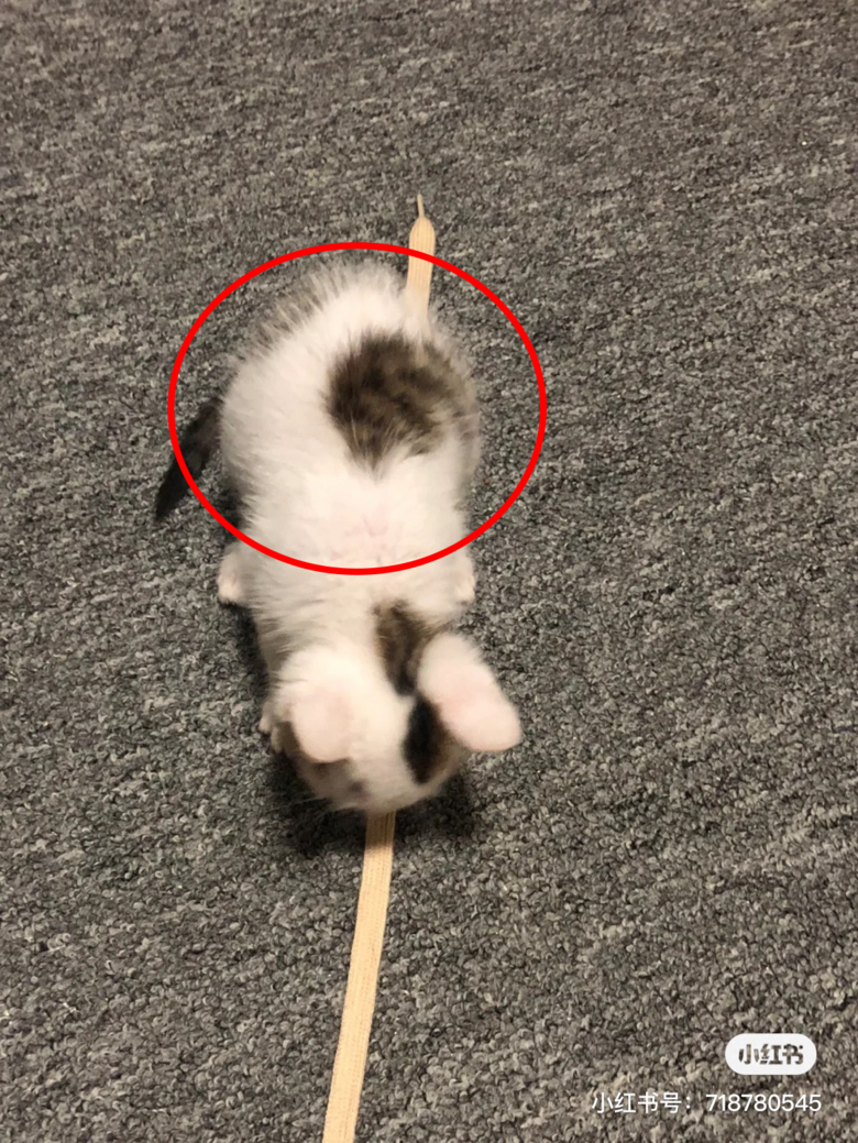 黃花大閨貓突然有了大孕肚,花重金一檢查……笑吐了哈哈哈