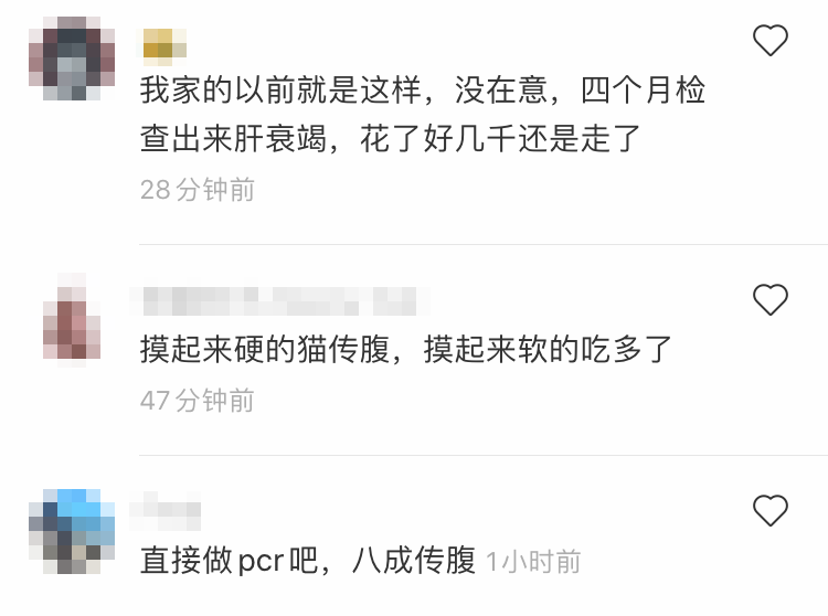 黃花大閨貓突然有了大孕肚,花重金一檢查……笑吐了哈哈哈