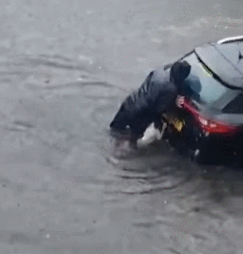 鏟屎官暴雨里幫人推車,狗狗居然也伸出小爪爪,好可愛!