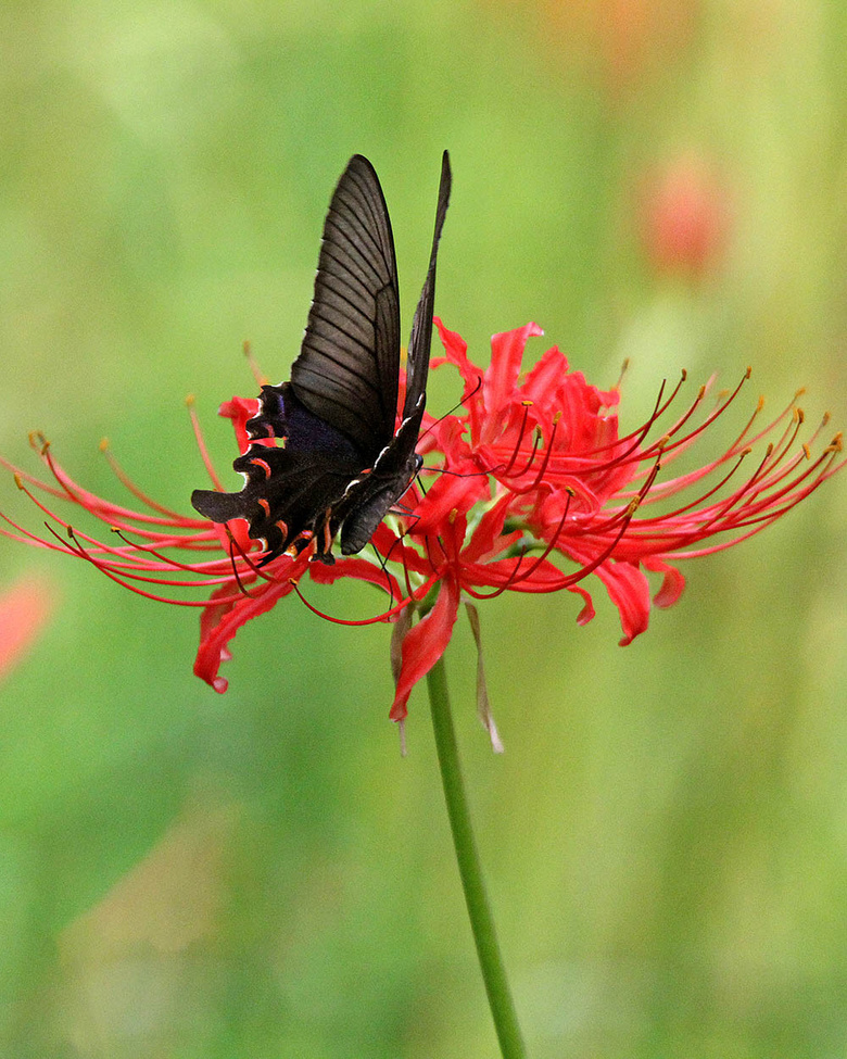 凤尾蝶彼岸花