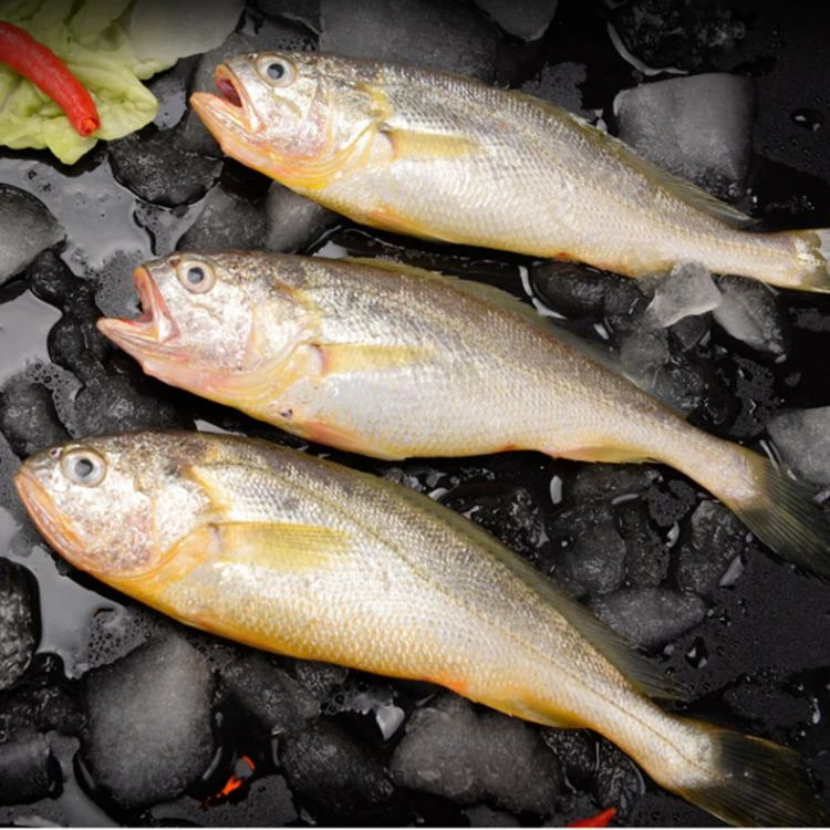 舟山野生小黄鱼银鲳鱼68元起,肉多刺少超鲜-官微精选-杭州19楼