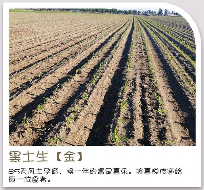 目測要火！29.9元10根的東北小棒玉米香甜糯嘰，承包我一周早餐