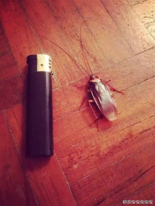 太像了吧广东最大的蟑螂竟是白云机场