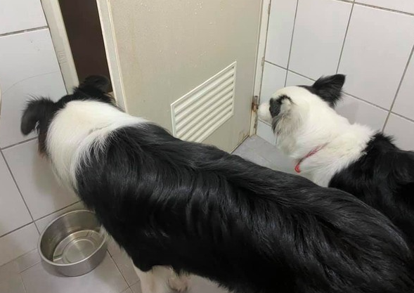 聽到熊孩子要開學(xué),狗子殷勤的開門歡送:趕緊走吧你!哈哈哈
