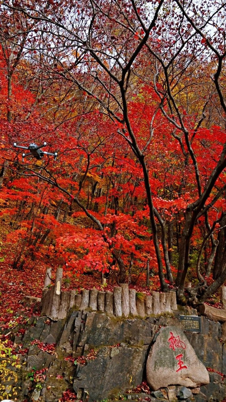 東北這座低調小城突然開掛!9、10月將迎來中國最美早秋