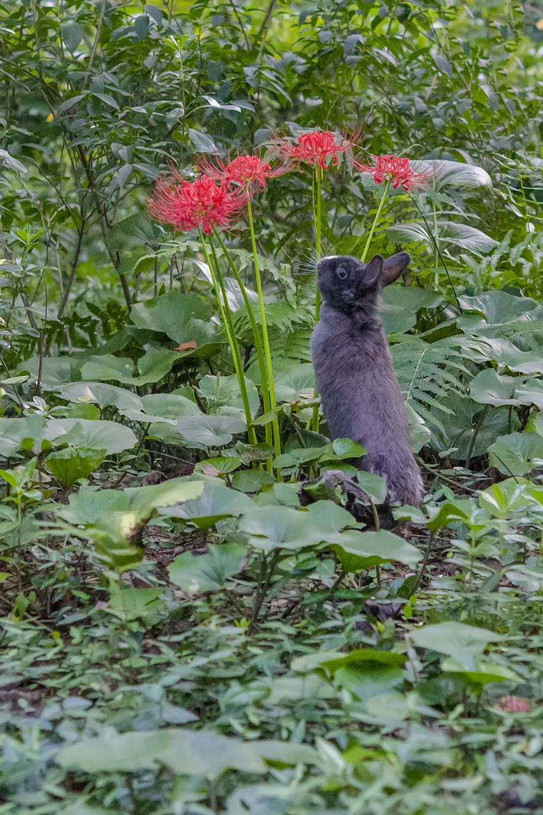 來了!中國賞秋地圖