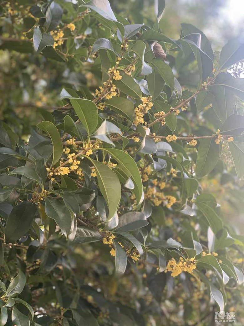 全城尋香進行時,遲到的桂花季終于要來了!