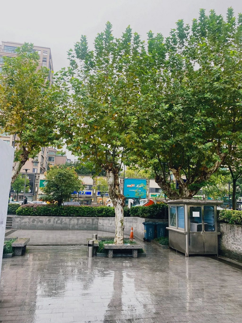 在杭州开了11年！新客问：地址呢？大树底下！
