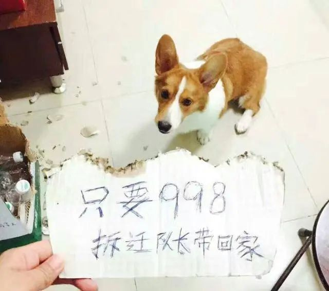 好物推薦|千萬不要同時養(yǎng)三只狗,一個不小心…家都給你整沒!
