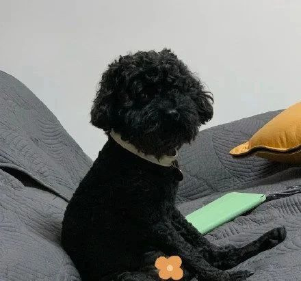 網(wǎng)友給狗子修毛,不小心手抖修成存錢(qián)罐,金毛氣哭:“報(bào)警了啊!