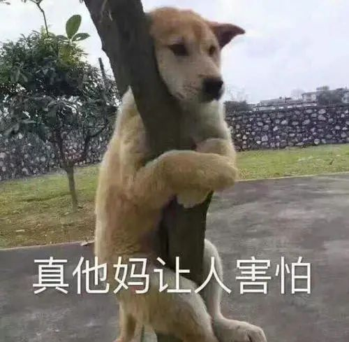 網(wǎng)友給狗子修毛,不小心手抖修成存錢(qián)罐,金毛氣哭:“報(bào)警了�。�