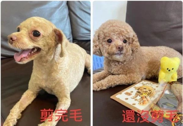 網(wǎng)友給狗子修毛,不小心手抖修成存錢(qián)罐,金毛氣哭:“報(bào)警了��!