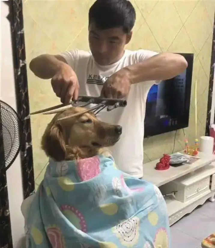 網(wǎng)友給狗子修毛,不小心手抖修成存錢(qián)罐,金毛氣哭:“報(bào)警了啊!