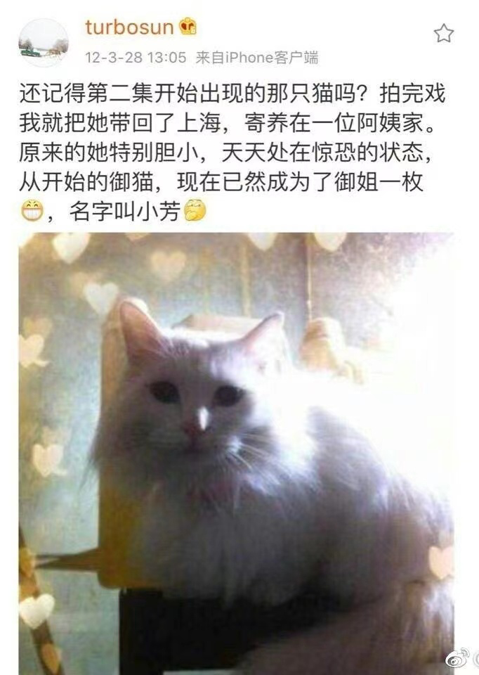 《當(dāng)家主母》小白貓生死成迷,“孫儷救驢”卻沖上熱搜,實(shí)在太諷