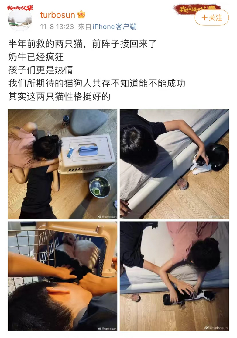 《當(dāng)家主母》小白貓生死成迷,“孫儷救驢”卻沖上熱搜,實(shí)在太諷