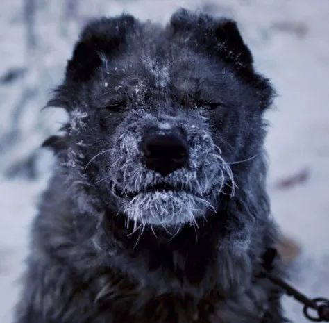 -71℃！看了俄罗斯这个500人小村庄的生活，我牙齿忍不住了