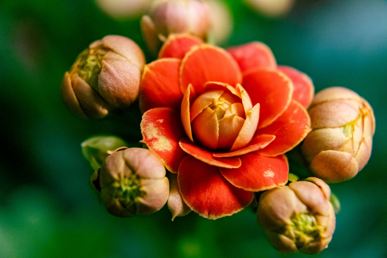 长寿花