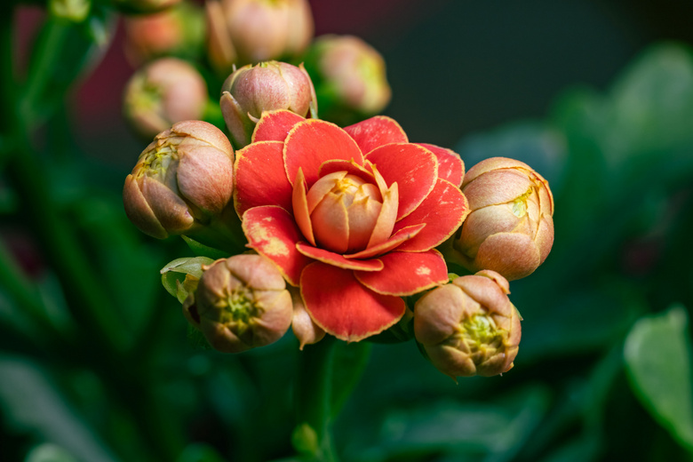 长寿花