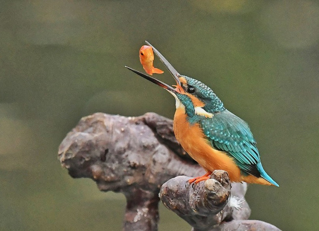 吃鱼一口一条,翠鸟捕鱼可从不失手