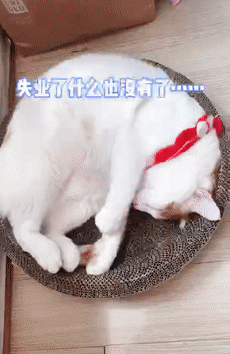 某寵物醫(yī)院員工因毆打病患被迫停職,知道真相后…笑yue了��!