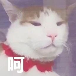 某寵物醫(yī)院員工因毆打病患被迫停職,知道真相后…笑yue了�。�