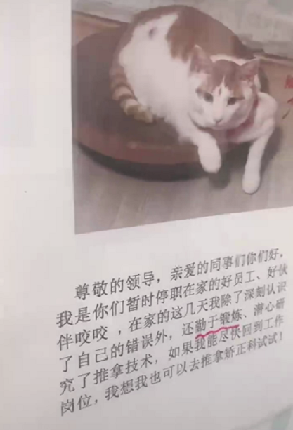 某寵物醫(yī)院員工因毆打病患被迫停職,知道真相后…笑yue了��!