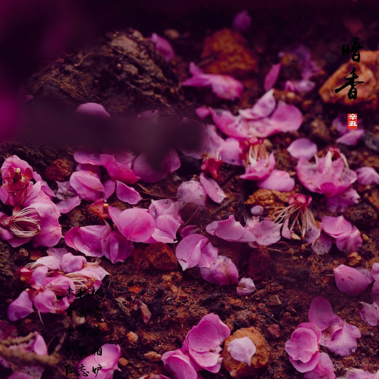 落梅是美丽梅花花瓣雨