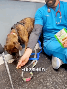 狗子害怕的縮在墻角,醫(yī)生小哥暖心趴地板只為獲取它的信任!