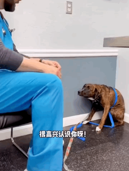 狗子害怕的縮在墻角,醫(yī)生小哥暖心趴地板只為獲取它的信任!
