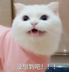 奇葩網(wǎng)友揭秘養(yǎng)兩只貓的好處…笑抽了!