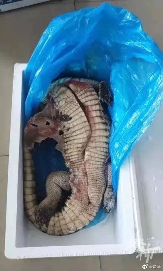 盒马买的鳄鱼被砍后复活了这条朋友圈广为流传的视频是真的吗