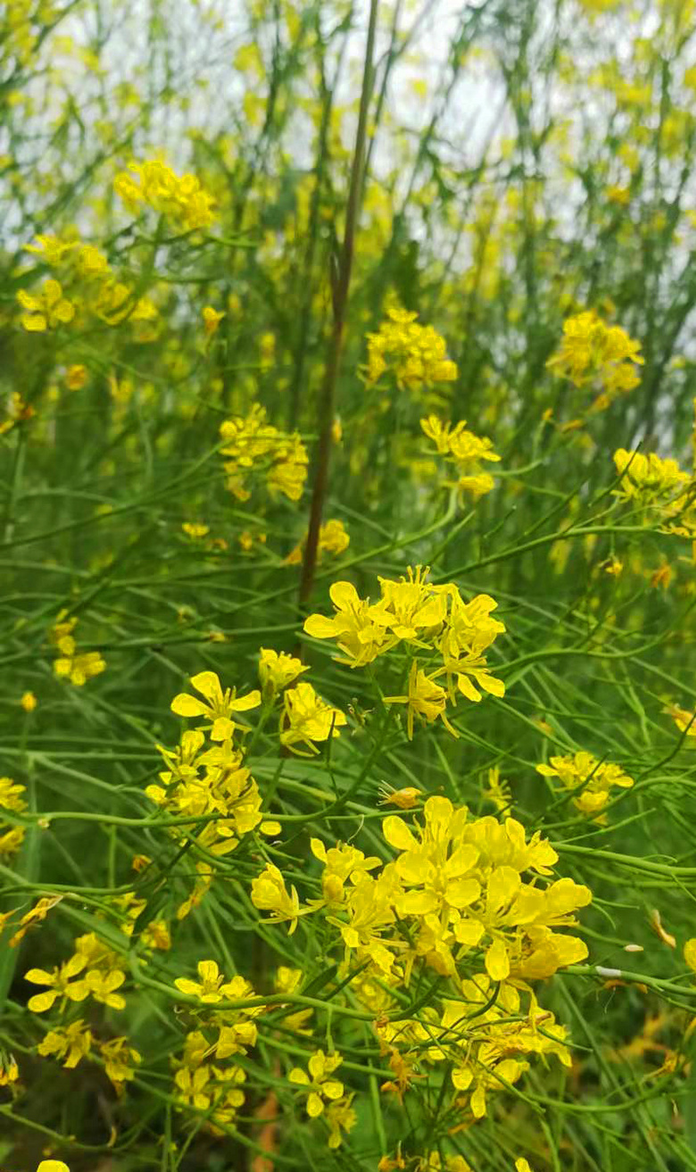 ����ǰ�� ����ֶ����ֹϵùϣ� �ֶ��ö��� ���»�԰�����󼪣�