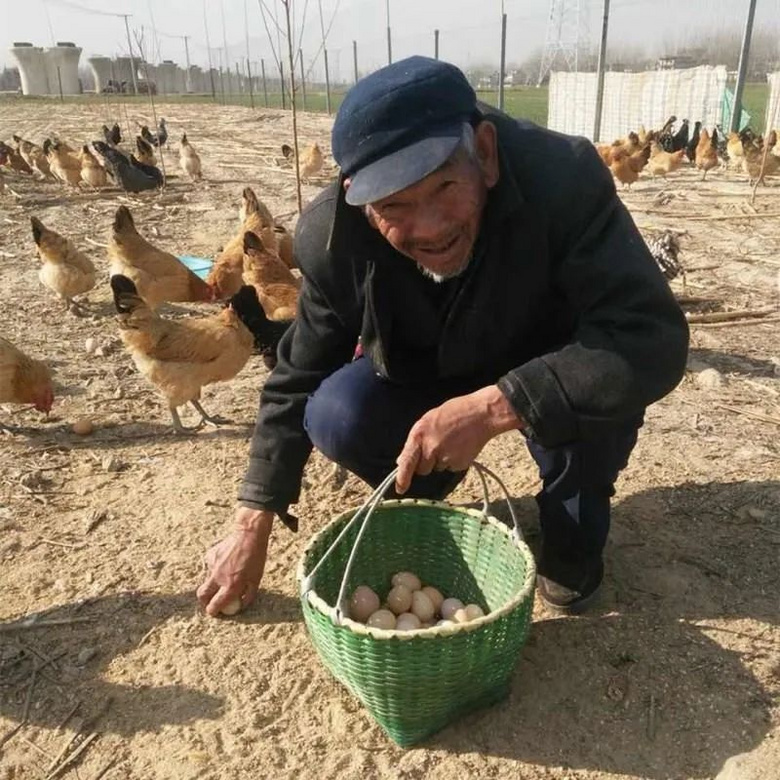 農戶林下散養，產地現發：皖北土雞蛋49.9元30枚！