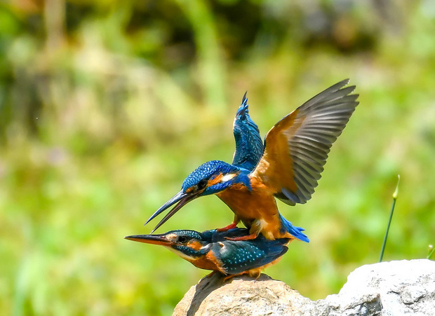 瑞雪兆丰年马啸人民发来贺电