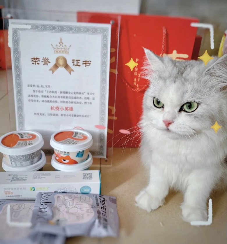被送進寵物方艙的它們過得怎么樣?親歷者:我家貓3周胖了半斤!