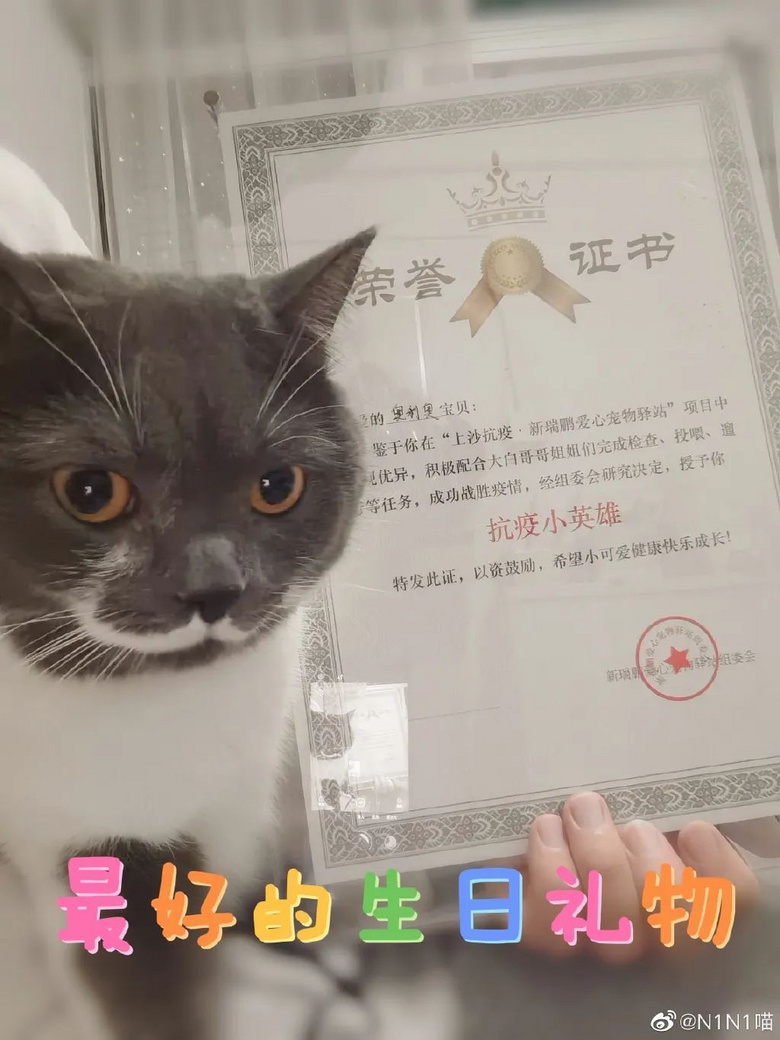 被送進寵物方艙的它們過得怎么樣?親歷者:我家貓3周胖了半斤!