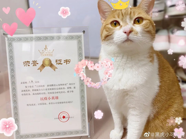 被送進寵物方艙的它們過得怎么樣?親歷者:我家貓3周胖了半斤!