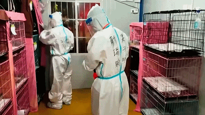 被送進寵物方艙的它們過得怎么樣?親歷者:我家貓3周胖了半斤!