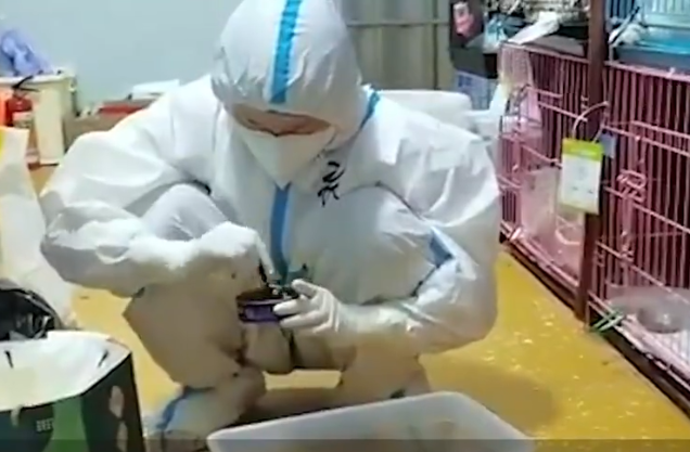 被送進寵物方艙的它們過得怎么樣?親歷者:我家貓3周胖了半斤!