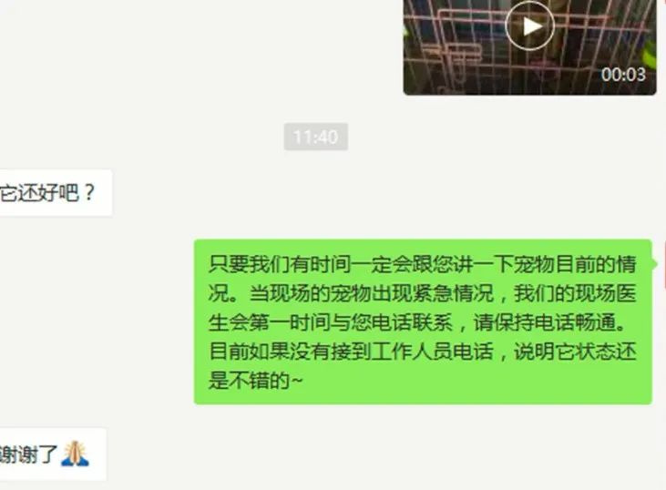 被送進寵物方艙的它們過得怎么樣?親歷者:我家貓3周胖了半斤!