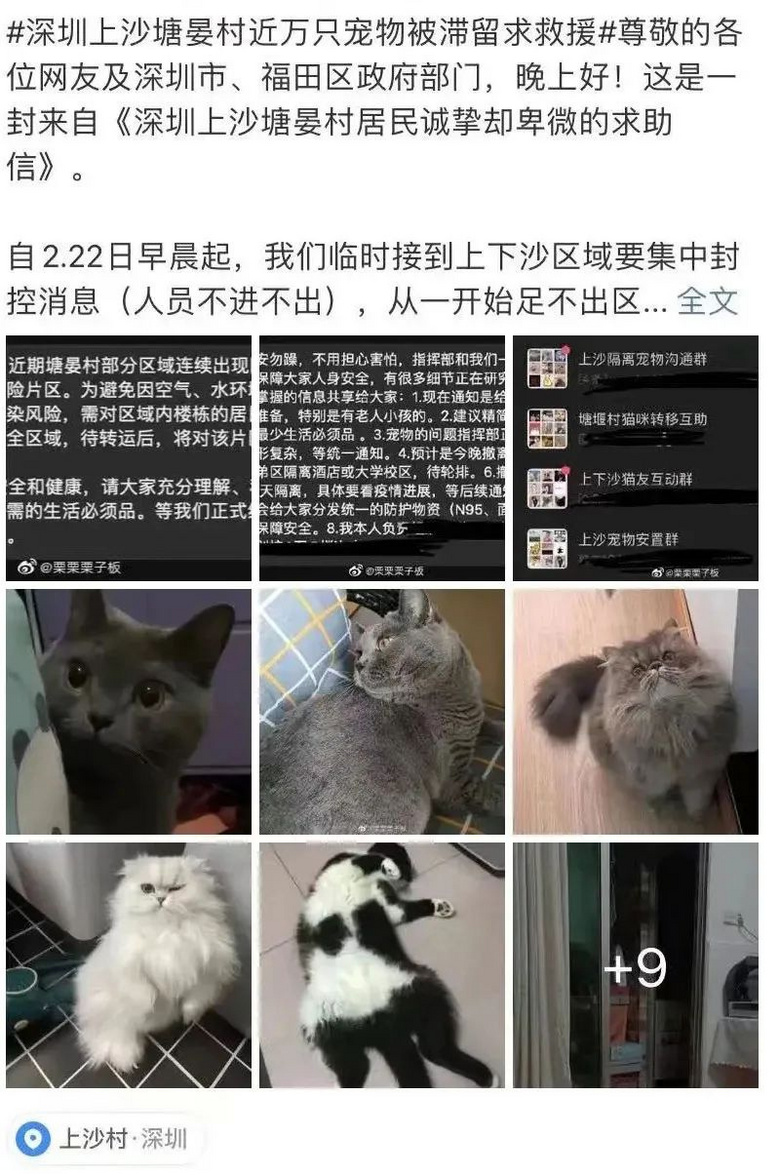 被送進寵物方艙的它們過得怎么樣?親歷者:我家貓3周胖了半斤!