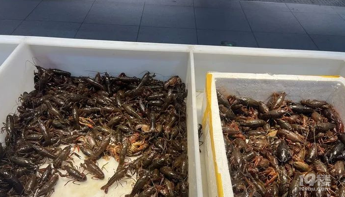 最低10多元/斤？第一顿小龙虾建议再忍忍，过两天就要降价了