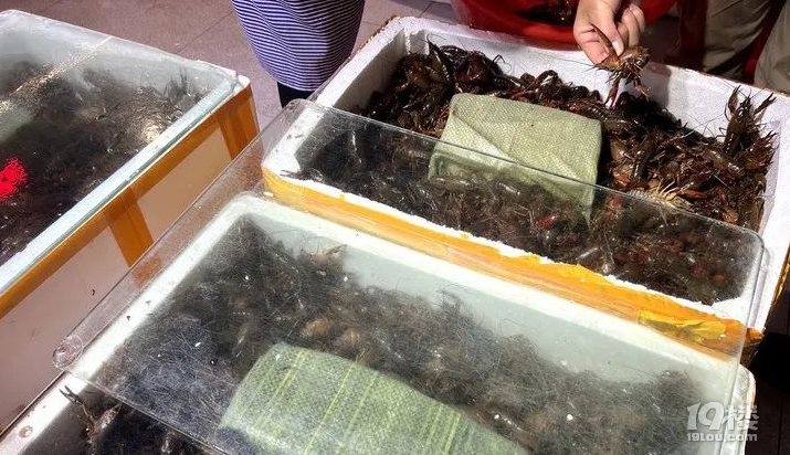 最低10多元/斤？第一顿小龙虾建议再忍忍，过两天就要降价了