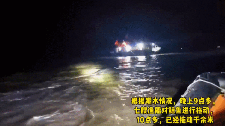 一場奇跡!有“鯨”無險的背后,竟藏一座神仙美貌小鎮(zhèn)