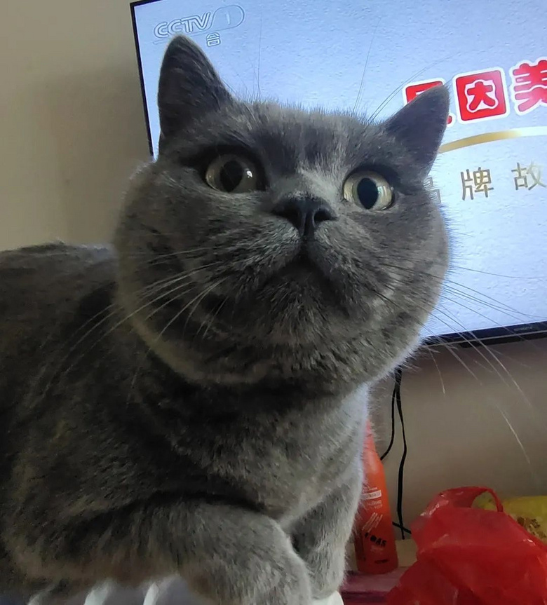 ?yn)˽Ҏ(gu)һֻ؈ؼҡ? /><div align=