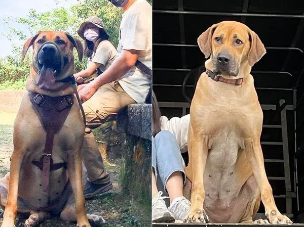 高山犬在车内骂骂咧咧的动静大到吓坏围观群众