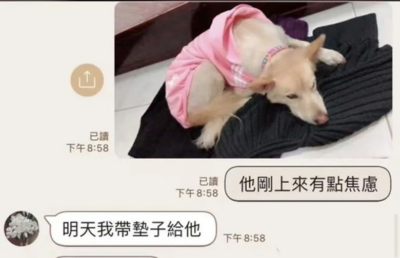 老板同意帶生病狗狗上班還幫忙照顧,員工感動(dòng)哭了:賣命都行