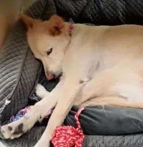 老板同意帶生病狗狗上班還幫忙照顧,員工感動(dòng)哭了:賣命都行