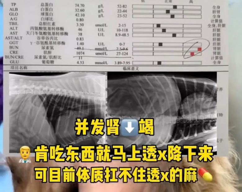吃火龍果“裝死”紅到國外的金毛去世了,年僅4歲,原因值得所有