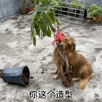 吃火龍果“裝死”紅到國外的金毛去世了,年僅4歲,原因值得所有